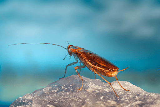 Identifying Cockroach Habitats: Where to Look