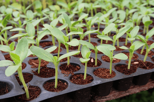 Harvest Happiness: Buying From an Online Plant Nursery