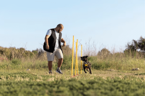 Boarding Training Vs. Traditional Dog Training: Pros And Cons